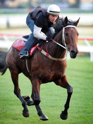 Moonee Valley trackwork. Track rider, Dan Wheeler works Shoot Out on the course proper. Picture: Nicole Garmston Source: Herald Sun