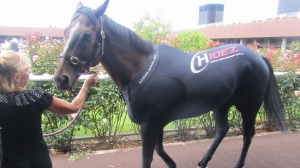 Hay List wearing a compression suit at Flemington races before his Newmarket win on Saturday.
